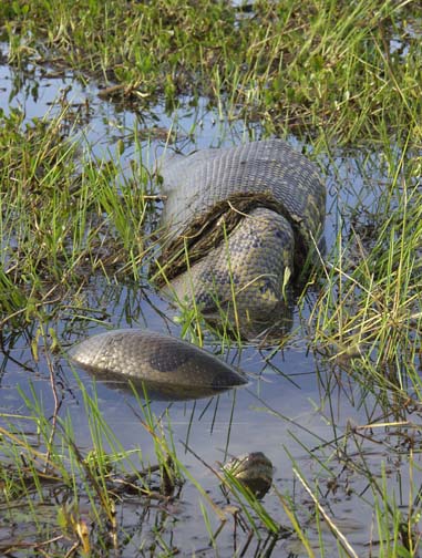 anaconda in 
swamp in venezuela